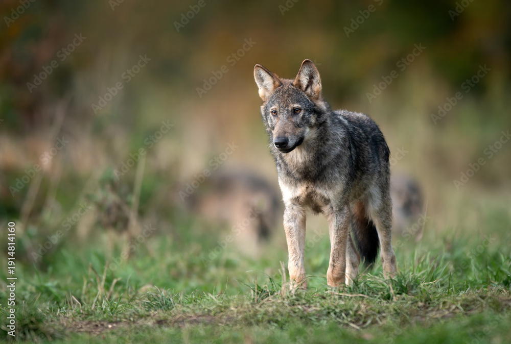 custom made wallpaper toronto digitalGrey wolf ( Canis lupus ) close up