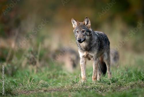 Wallpaper Mural Grey wolf ( Canis lupus ) close up Torontodigital.ca