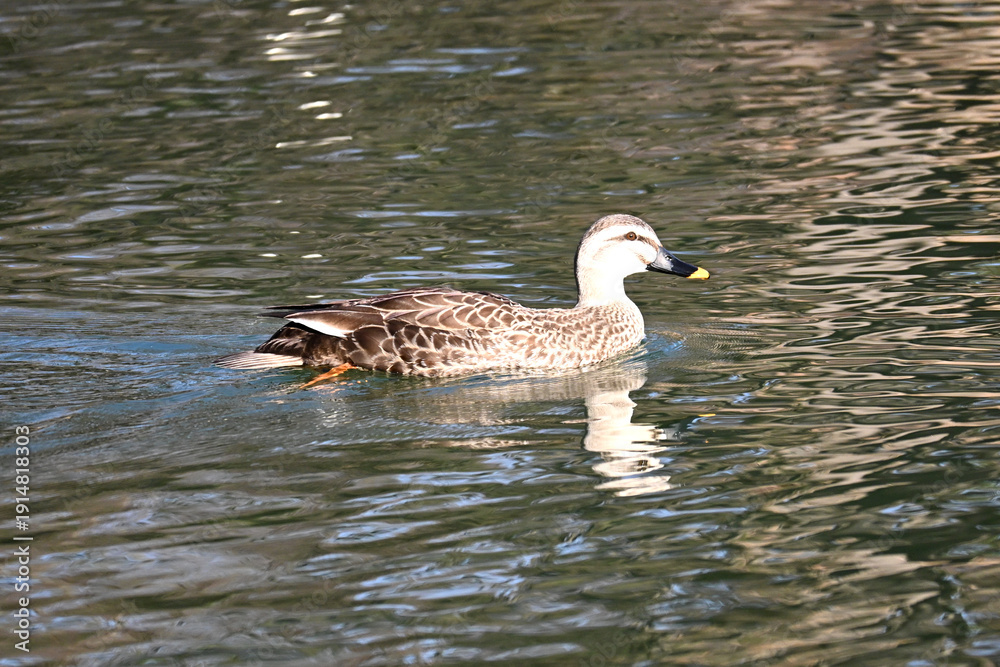 Obraz premium 光る水面を優雅に泳ぐカルガモ
