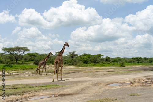 Canvastavla The Serengeti is home to a vast number of herbivorous animals.