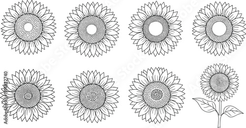 Set of sunflower line art vector illustrations, detailed floral blooming heads with petals, black and white botanical summer garden icons.