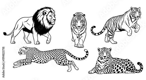 Big cats in various poses, lion, tiger, leopard, animals in action, wildlife illustrations