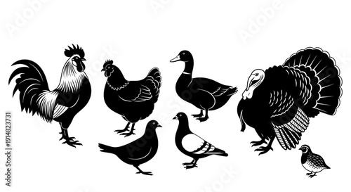 Various farm birds including rooster, hens, ducks, and turkeys standing together in a farmyard scene illustration