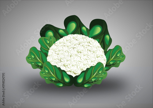 Cauliflower Vector
