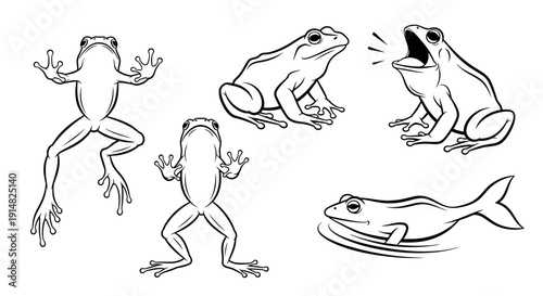 Illustration of frogs and fish in various poses and actions from a front viewpoint