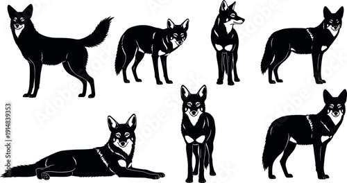 Black and white fox character collection, realistic wild animal poses set, standing sitting lying vector illustration isolated background