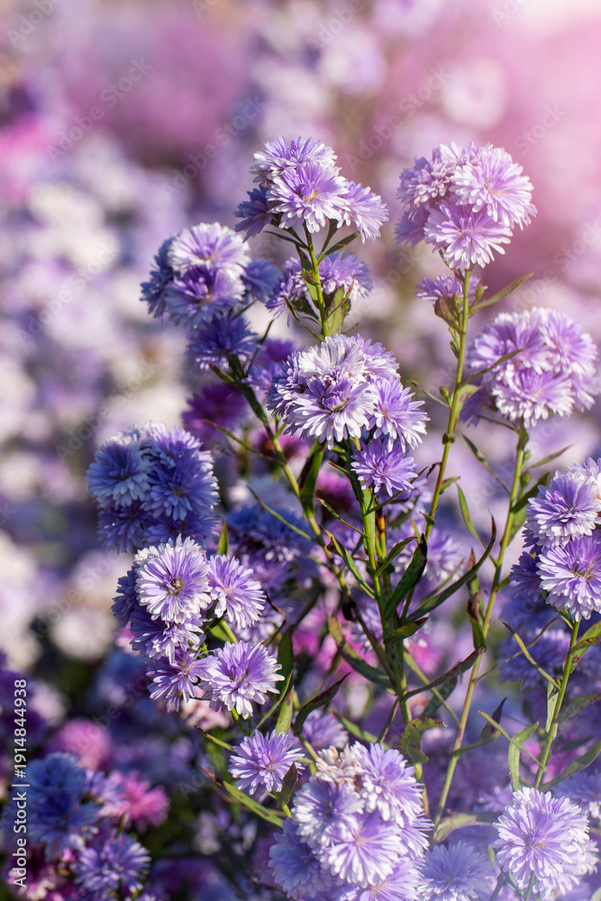 Obraz premium Purple Pastel margaret flower floral soft nature blossom blurred background. Pastel violet romance bloom spring season. Magenta petals blossom in beautiful garden. Close-up violet floral wildflower