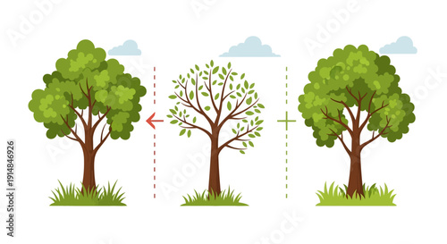 Tree Growth Stages: Seedling, Young Tree, Mature Tree with Arrows and Plus Sign