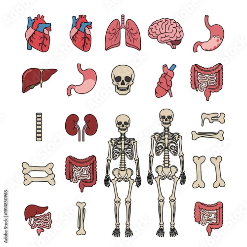 Human Anatomy Collection: Organs, Skeleton, Bones, Brain, Heart, Lungs, Stomach, Liver, Kidneys