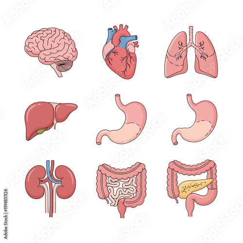 Human Anatomy Organs Set: Brain, Heart, Lungs, Liver, Stomach, Kidneys, Intestines, Pancreas