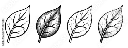 Four hand-drawn black and white leaves in a row show different artistic sketch styles, including simple outline, cross-hatching, stippling, and a distressed grunge texture for design