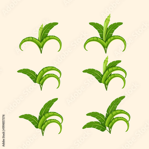 illustration of banana leaves