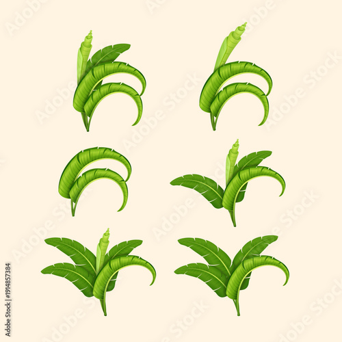 Green Banana leaves illustration