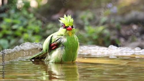 Common green magpie