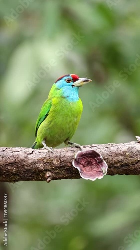 Blue-throated barbet