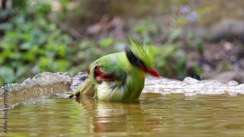 Common green magpie