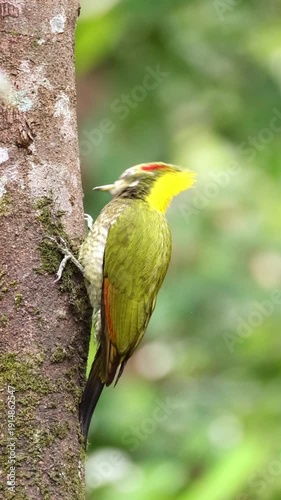 Lesser yellownape