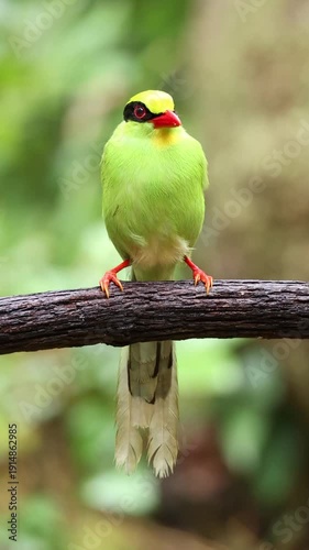 Common green magpie