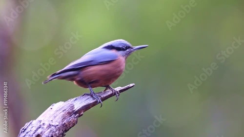 Chestnut-bellied nuthatch