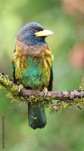 Great barbet