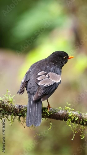 Grey-winged blackbird
