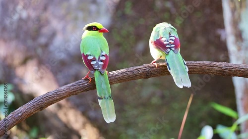 Common green magpie
