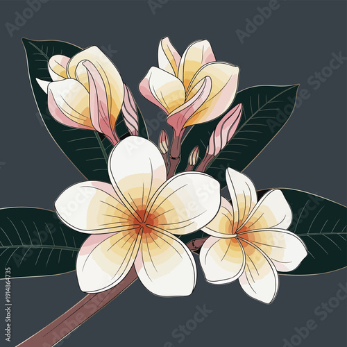White Frangipani Flowers