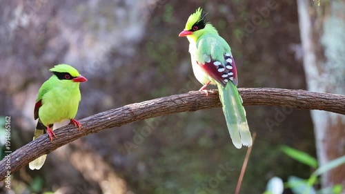 Common green magpie