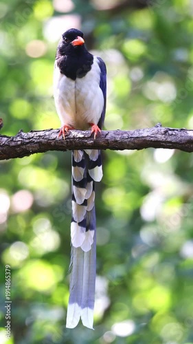 Red-billed blue magpie