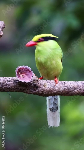 Common green magpie