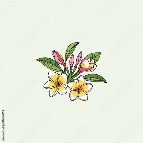 Colorful Plumeria Flowers