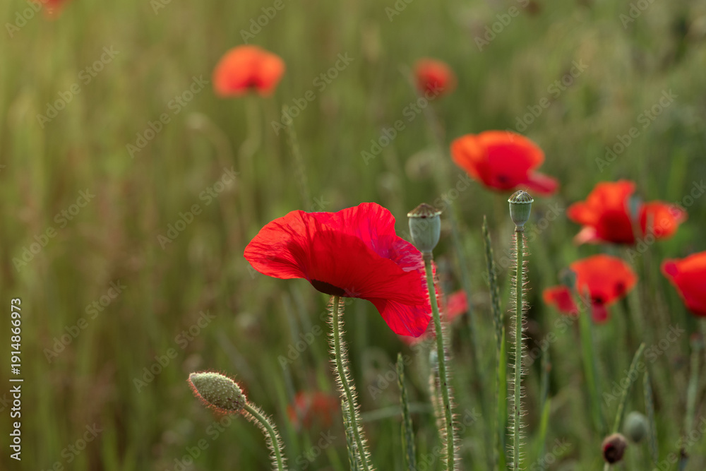 Obraz premium Beautiful wild red poppy flowers on a meadow in the rays of the setting sun. Natural summer background.