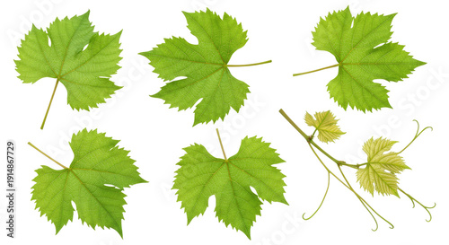 Six green grapevine leaves with a tendril and young shoots arranged on a transparent background