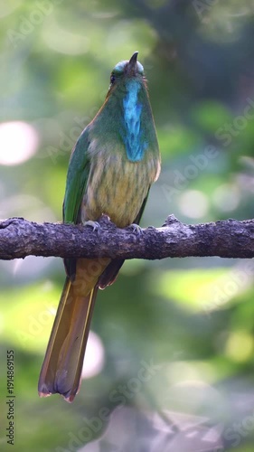 Blue-bearded bee-eater