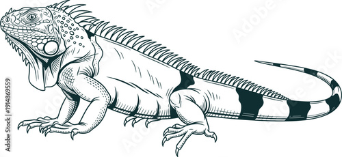 Detailed iguana illustration featuring realistic reptile lizard with textured scales spines tail black white hand drawn vector wildlife art
