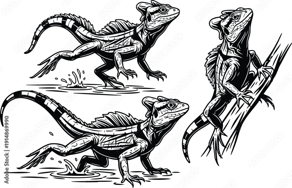 Fototapeta premium Basilisk lizard Jesus lizard Vector Illustration 