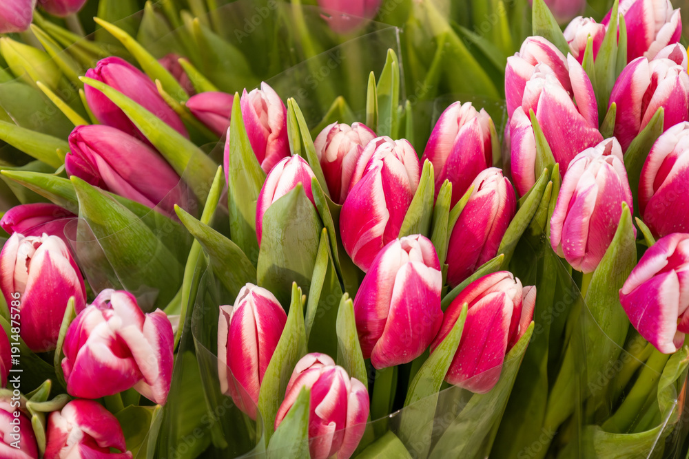 Obraz premium pink white tulips bouquet fresh flowers