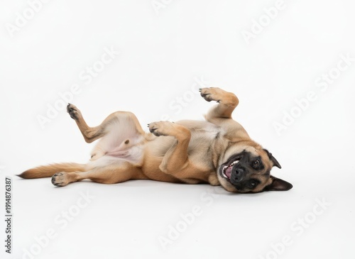 Wallpaper Mural A playful pug dog lying on its back with legs up in the air, showcasing joyful expression and adorable pose on a clean white background from a straightforward viewpoint. Torontodigital.ca
