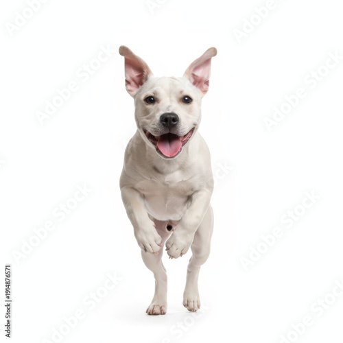 Wallpaper Mural A playful white dog running towards the camera with its ears perked up and tongue out in a studio setting Torontodigital.ca