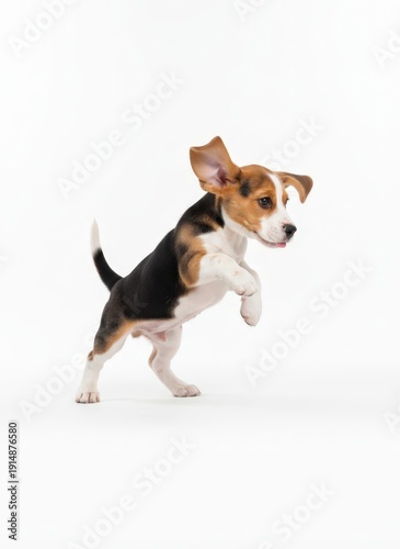 Wallpaper Mural A playful beagle dog running and jumping in mid-air on a white background from a side viewpoint Torontodigital.ca