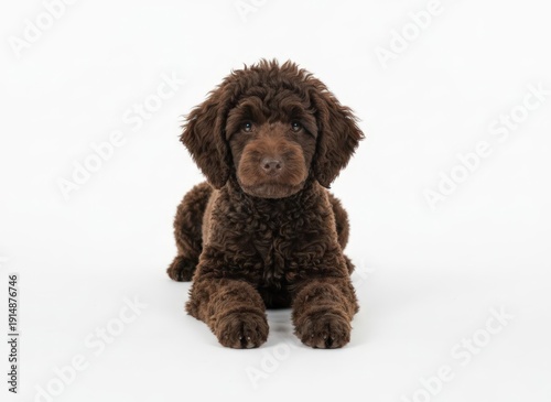 Wallpaper Mural A brown dog lies on the floor viewed from a high angle in a studio setting Torontodigital.ca