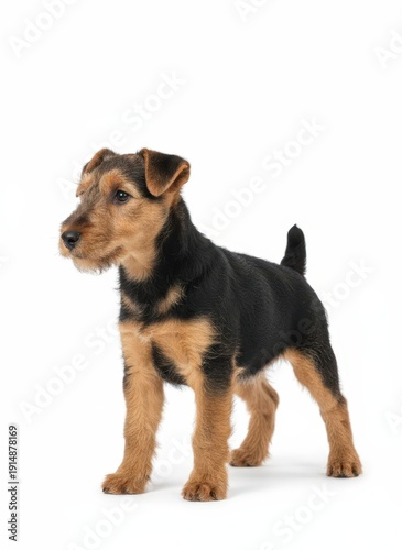 Wallpaper Mural A black and tan puppy standing in profile, isolated against a clean backdrop, showcasing its youthful stance and curious expression Torontodigital.ca