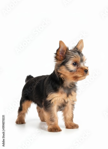 Wallpaper Mural A small Yorkshire terrier puppy standing on a plain white background, viewed from the side with perked up ears Torontodigital.ca
