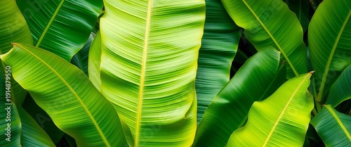 Large vibrant green banana leaves, tropical foliage texture, leaf texture, design