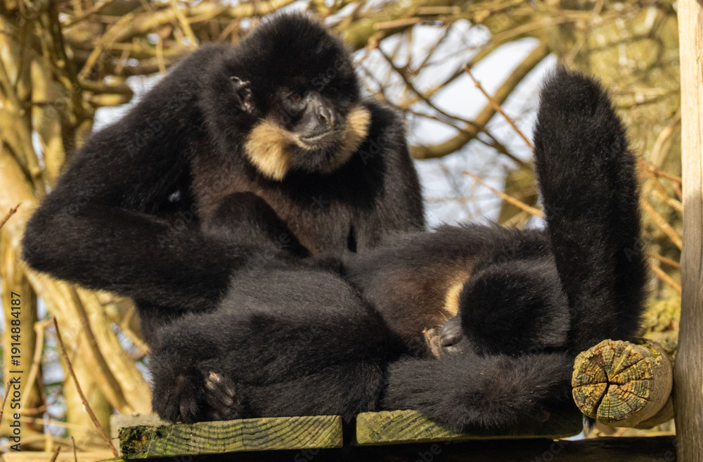 Obraz premium Gibbon