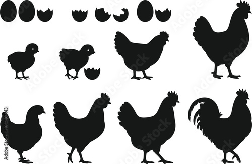 Set of silhouette vector chicken growth stages, from eggs and hatching chicks to hens and roosters, poultry farm life icons,