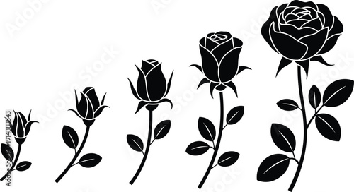 Set of silhouette vector rose flowers, sequence of rosebud blooming to full blossom, floral growth stages isolated on white background,