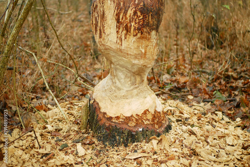 Foto Beavers eurasian castor fiber gnawed bite chewing marks on Oak Quercus trunk bar