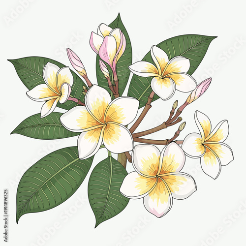 Plumeria Flowers with Leaves