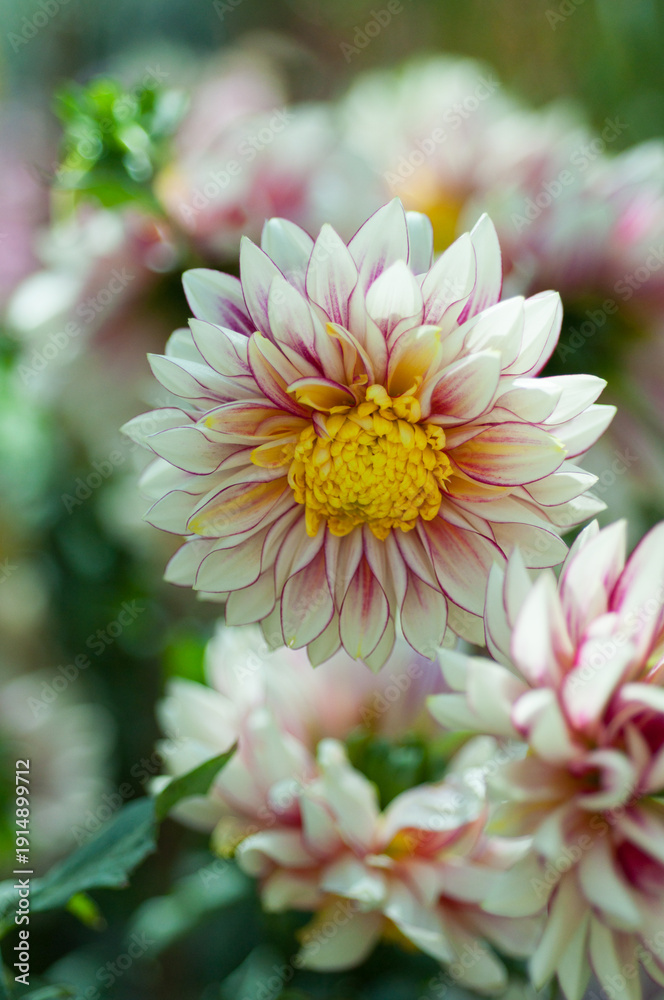 Obraz premium Bicolor dahlia flower with yellow center, cream petals edged with pink, macro garden photography, shallow depth of field, floral background, horticulture and nursery concept.